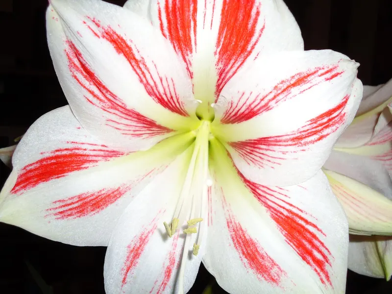 Two to six flowers open on each stalk – red, pink, white or two-coloured, depending on the variety.