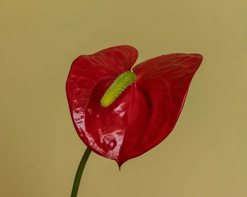 The red heart is a bract – the tiny flowers sit tightly packed on the spike.