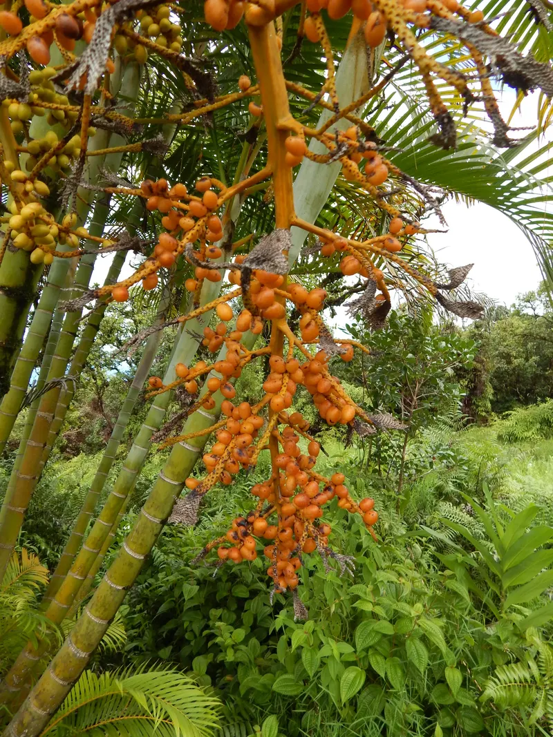 Rare indoors, plentiful outdoors – the yellow-orange fruits.