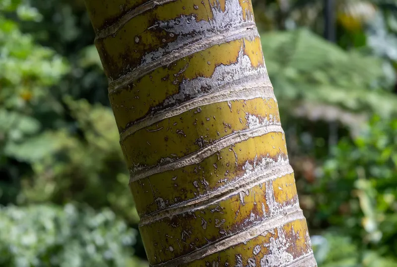 The ringed, yellowish stems are reminiscent of bamboo.