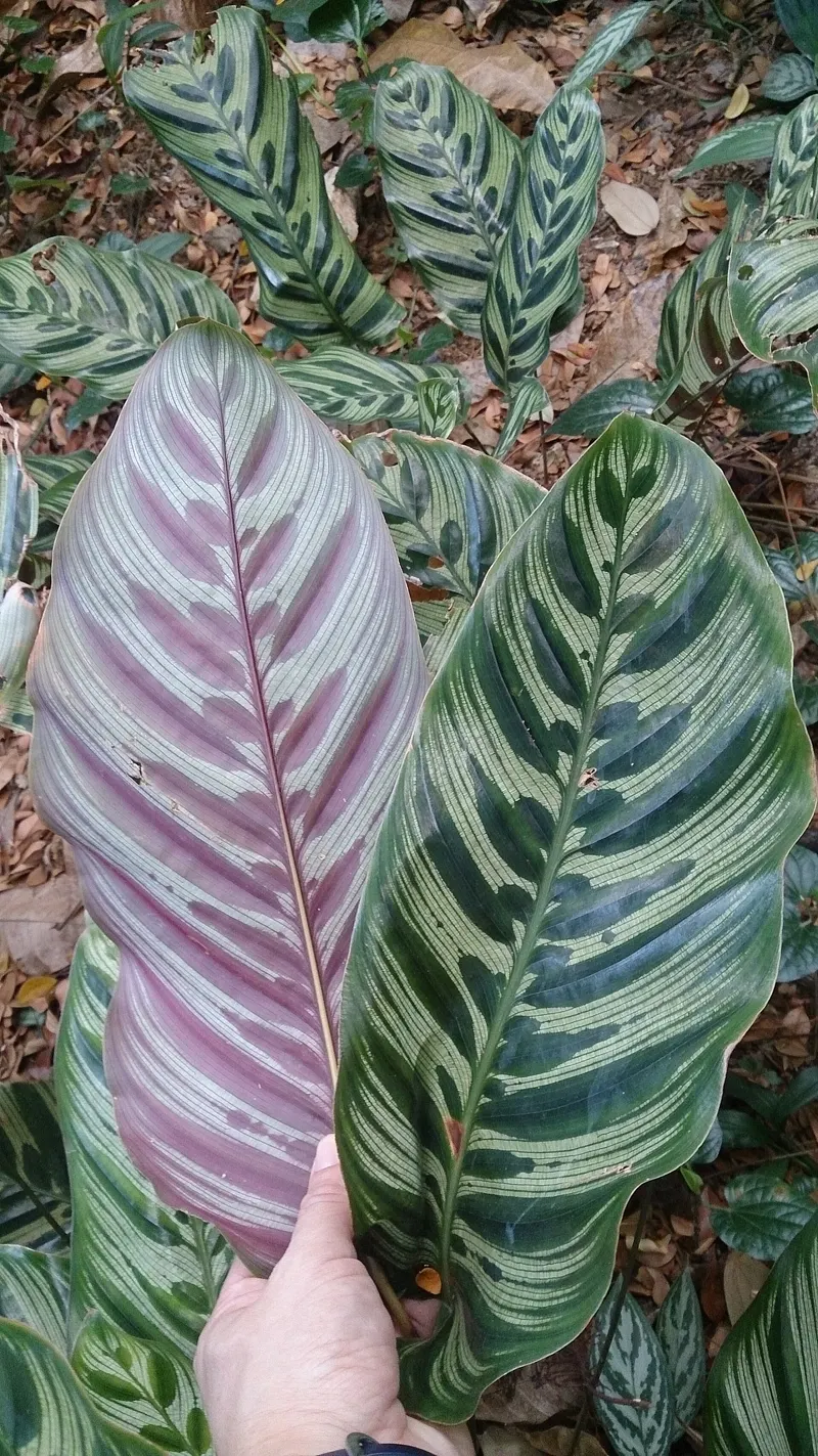 Cream with dark blotches on top, reddish purple underneath – hence the name peacock plant.