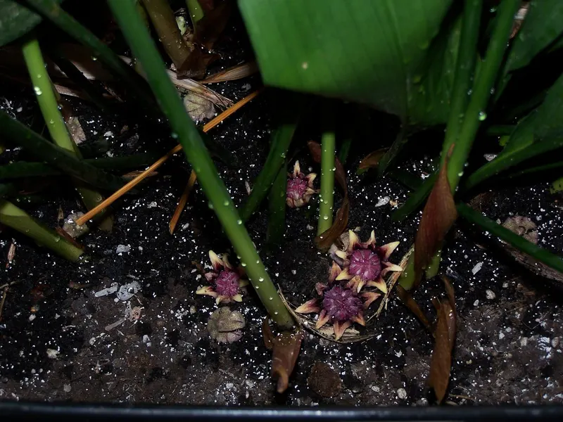 Violette Blüten mit hellen, spitzen Zipfeln, direkt auf der Erde einer alten Topfpflanze.