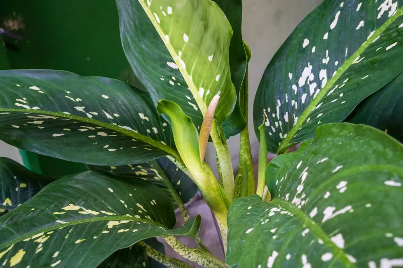 Rare indoors – the green bract wraps around a spike of tiny flowers.