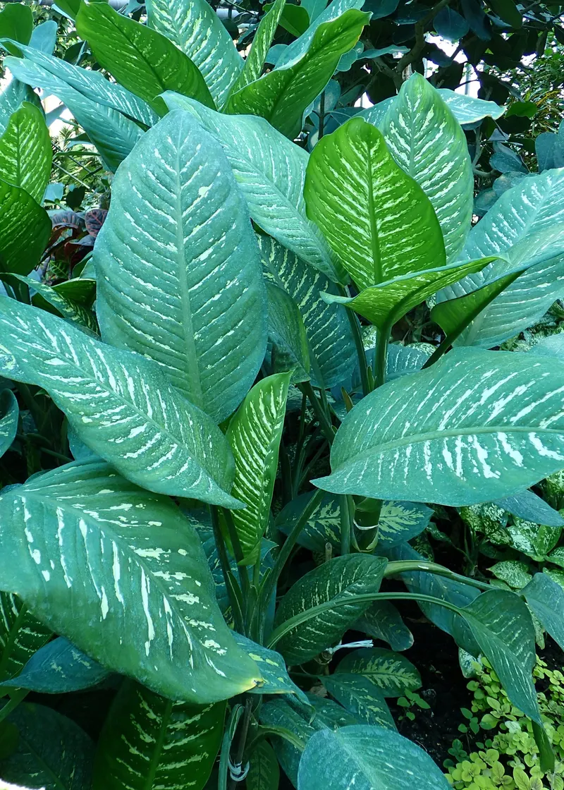 The cultivar 'Superba' is densely speckled with creamy white spots.