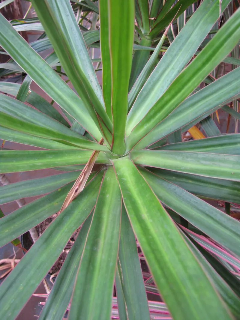 Typical of *D. marginata* – the fine reddish leaf edges.