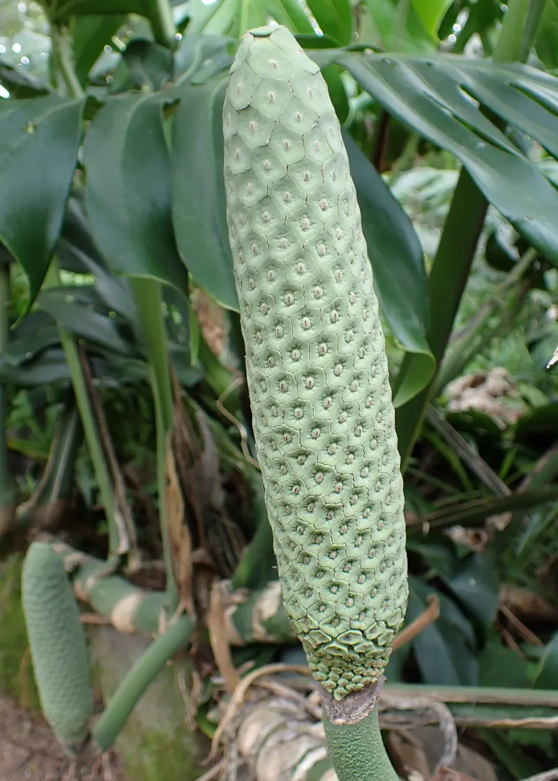 The fruit spike takes about a year to ripen – only then is the flesh edible (see Caution).