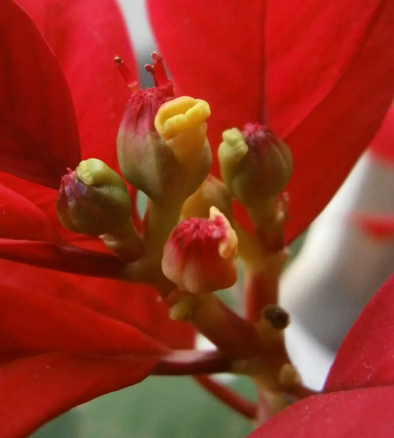 Die echten Blüten sind die kleinen gelb-grünen Becherchen in der Mitte – das Rot drumherum sind Blätter.