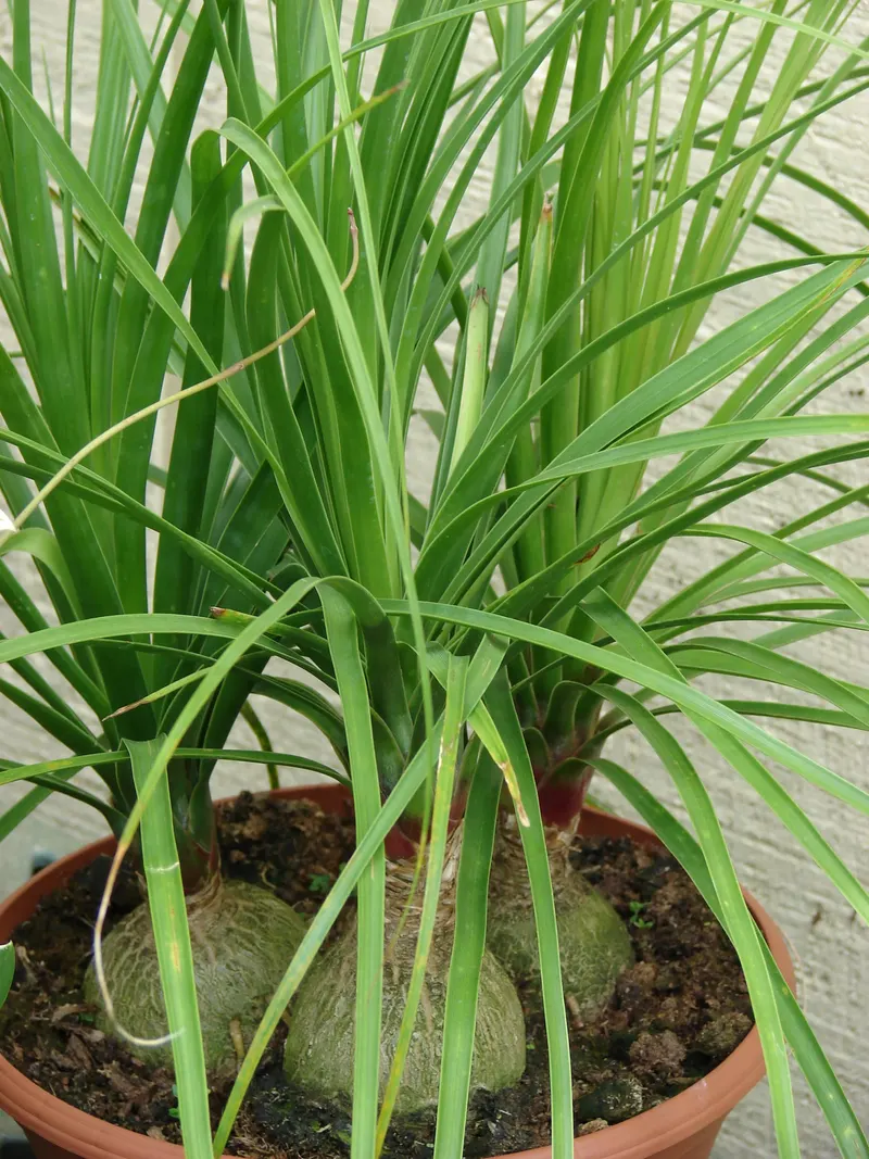Even young ponytail palms form the thick, bulbous stem base.