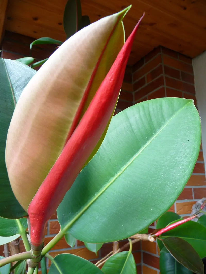Typisch für den Gummibaum sind die rosa bis purpurnen Nebenblätter an jedem neuen Blatt.
