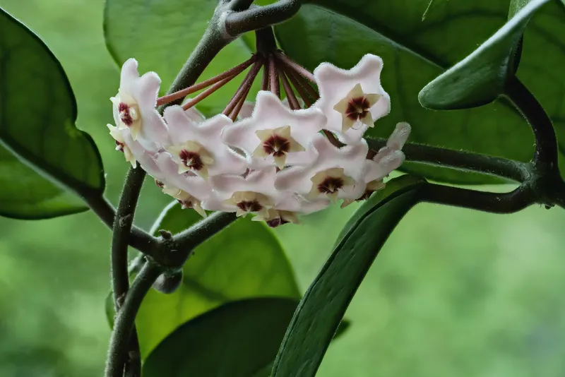 Eine Blütendolde – an einigen der behaarten, zartrosa Blüten hängen Nektartropfen.